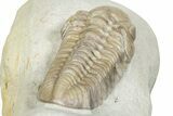 Prone Viaphacops Trilobite Fossil - Black Cat Mountain, Oklahoma #246355-4